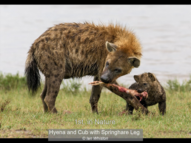 13_Hyena and Cub with Springhare Leg_Ian Whiston