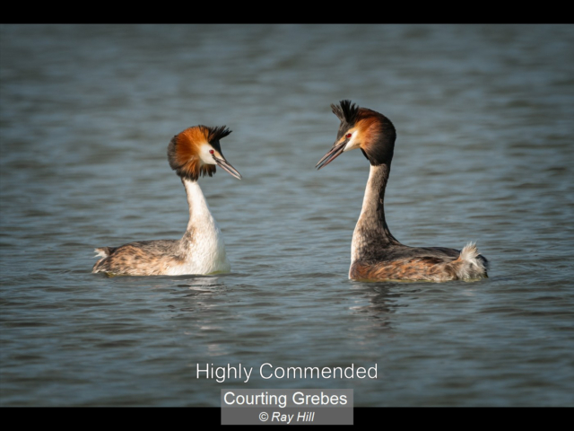 16_Courting Grebes_Ray Hill