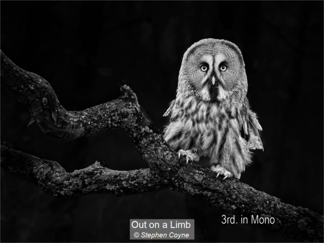 16_Out on a Limb_Stephen Coyne
