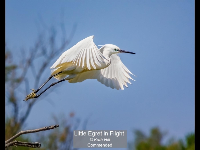 00_Little Egret in Flight_Kath Hill