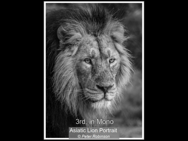 04_Asiatic Lion Portrait_Peter Robinson