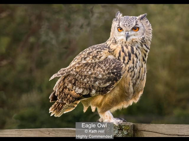 05_Eagle Owl_Kath Hill