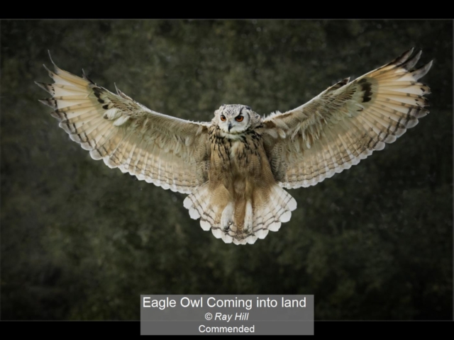 07_Eagle Owl Coming into land_Ray Hill