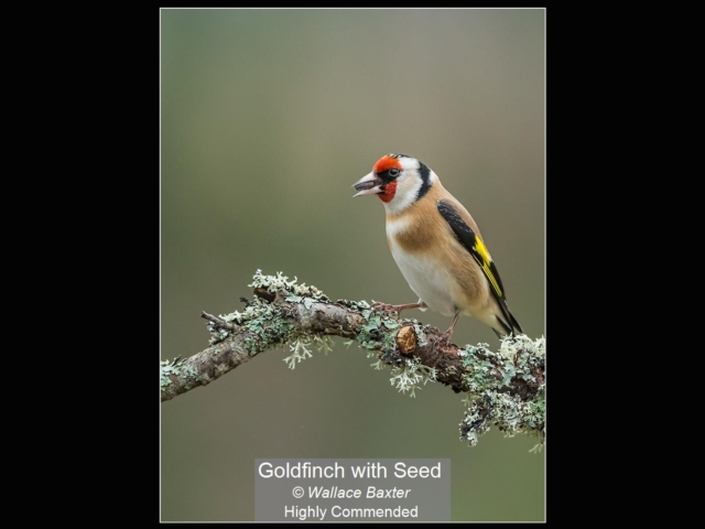09_Goldfinch with Seed_Wallace Baxter