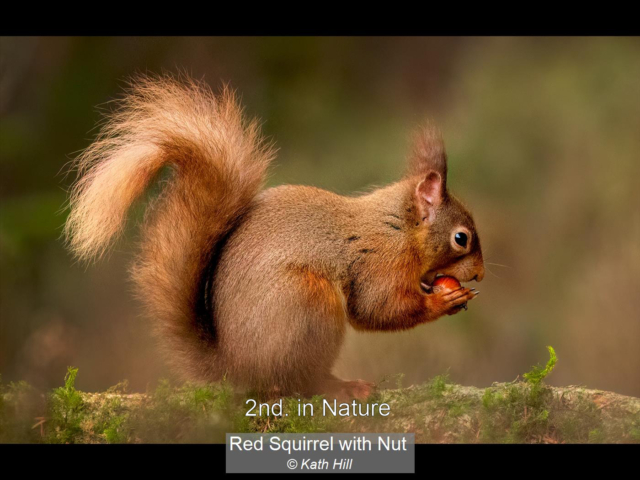 10_Red Squirrel with Nut_Kath Hill