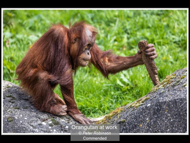 11_Orangutan at work_Peter Robinson