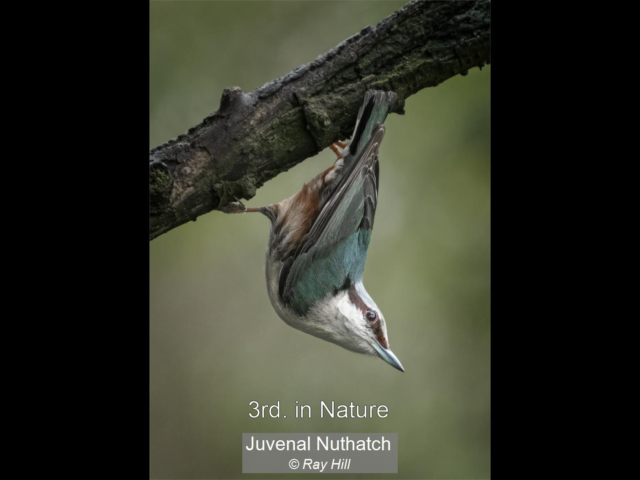 12_Juvenal Nuthatch_Ray Hill