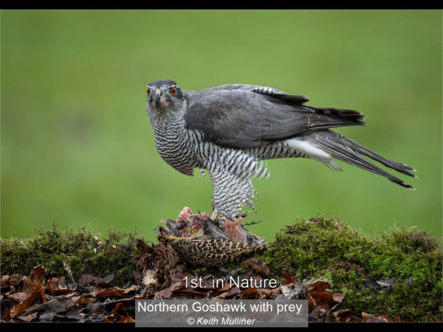 13_Northern Goshawk with prey_Keith Mulliner