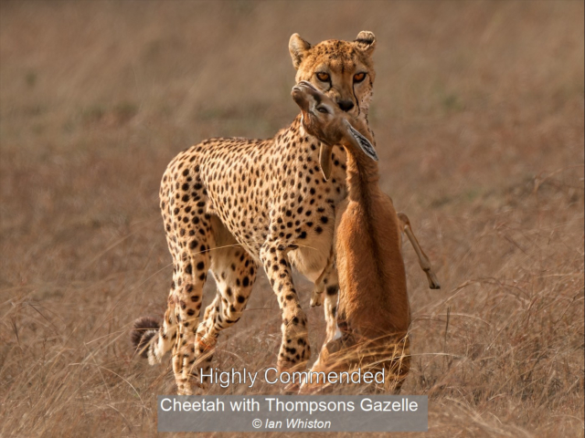 18_Cheetah with Thompsons Gazelle_Ian Whiston