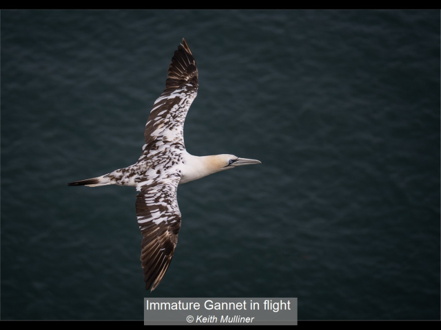 03_Immature Gannet in flight_Keith Mulliner