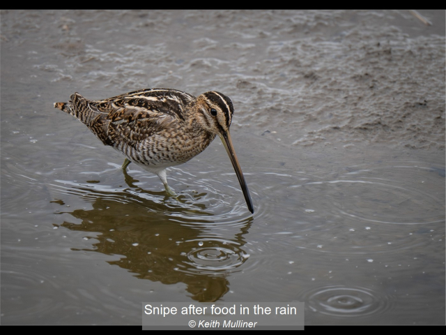08_Snipe after food in the rain_Keith Mulliner