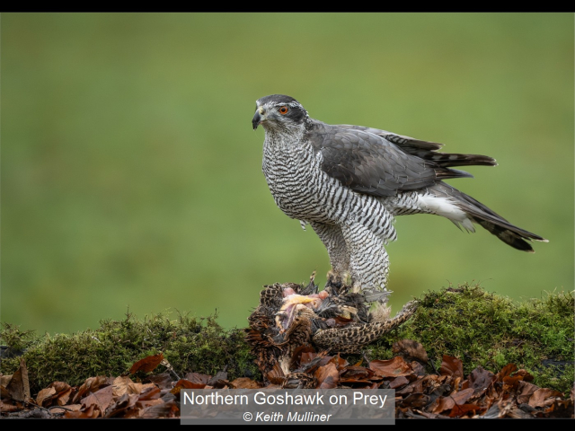 13_Northern Goshawk on Prey_Keith Mulliner