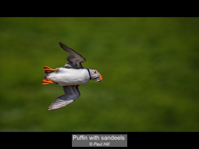 13_Puffin with sandeels_Paul Hill