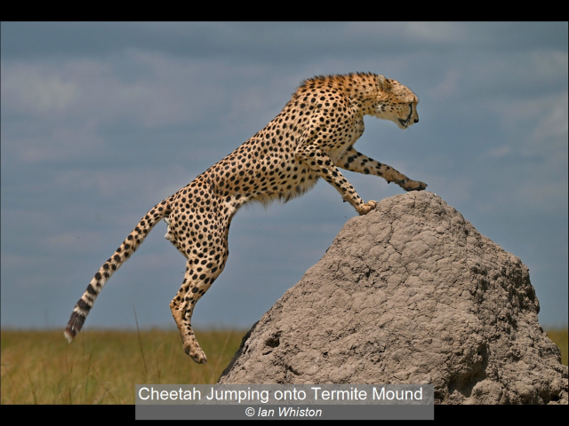 18_Cheetah Jumping onto Termite Mound_Ian Whiston