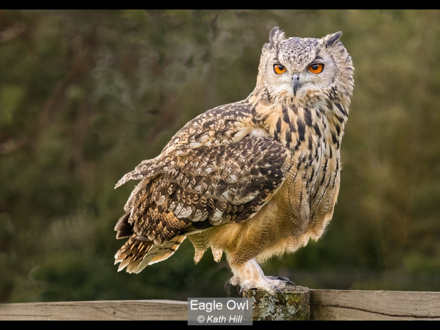 00_Eagle Owl_Kath Hill
