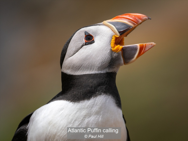 03_Atlantic Puffin calling_Paul Hill