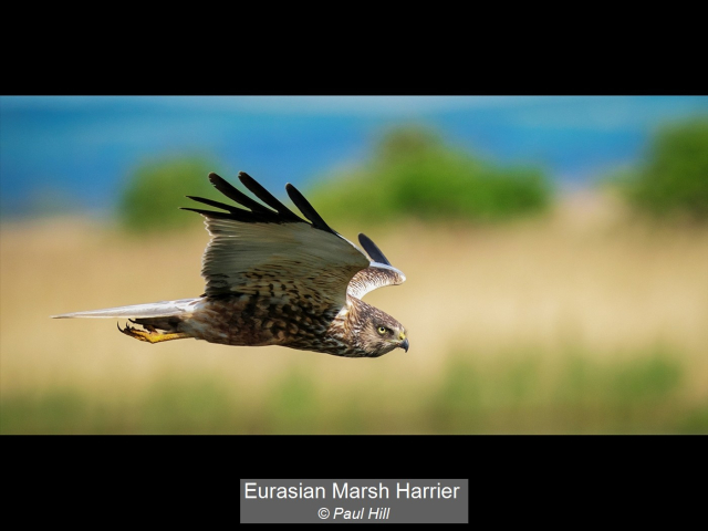 11_Eurasian Marsh Harrier_Paul Hill