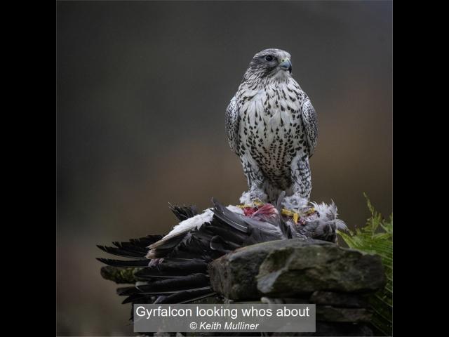 11_Gyrfalcon looking whos about_Keith Mulliner