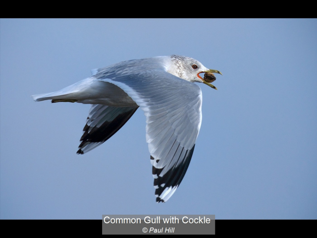 12_Common Gull with Cockle_Paul Hill