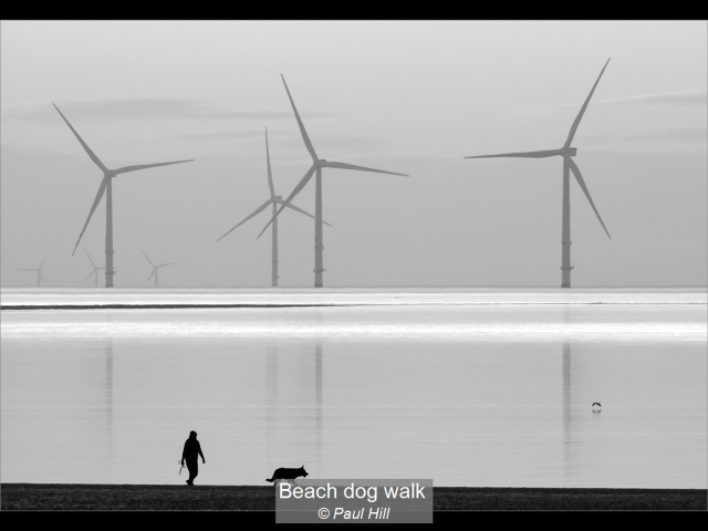13_Beach dog walk_Paul Hill