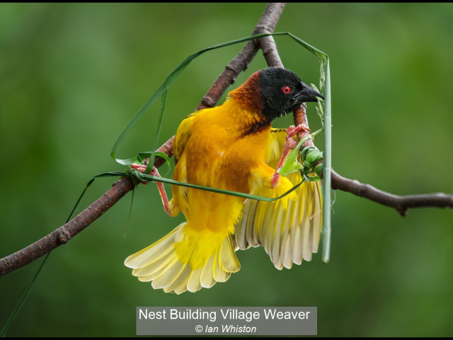 16_Nest Building Village Weaver_Ian Whiston