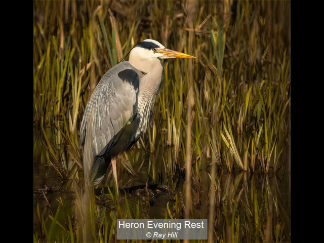 17_Heron Evening Rest_Ray Hill