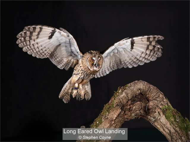 27_Long Eared Owl Landing_Stephen Coyne
