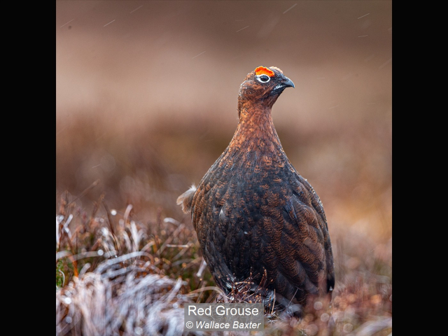 02_Red Grouse_Wallace Baxter