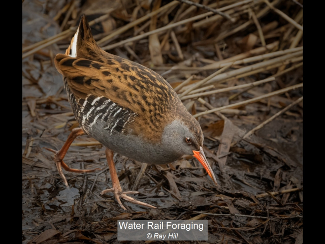 03_Water Rail Foraging_Ray Hill