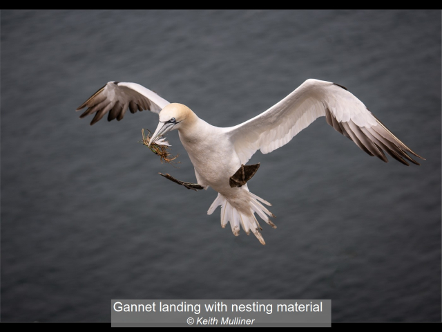 05_Gannet landing with nesting material_Keith Mulliner