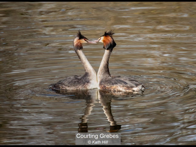 06_Courting Grebes_Kath Hill
