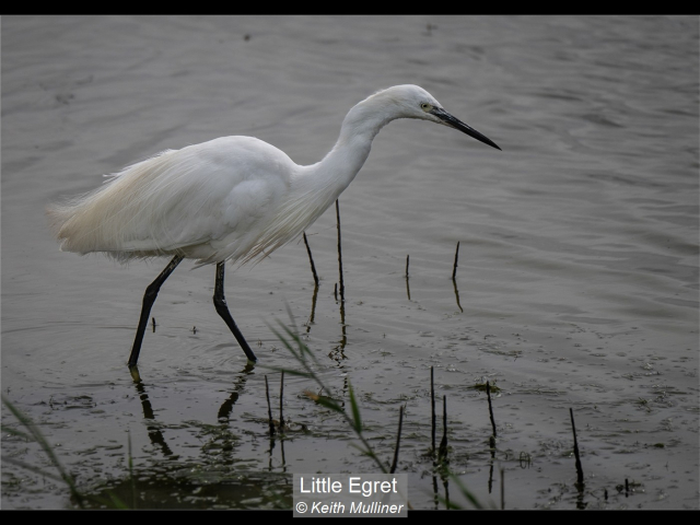 10_Little Egret_Keith Mulliner