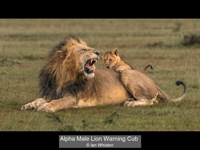 03_Alpha Male Lion Warning Cub_Ian Whiston