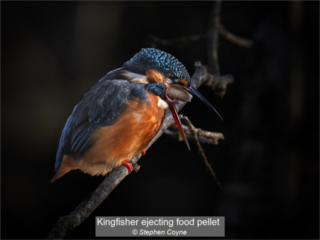 06_Kingfisher ejecting food pellet_Stephen Coyne