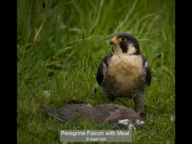 09_Peregrine Falcon with Meal_Kath Hill