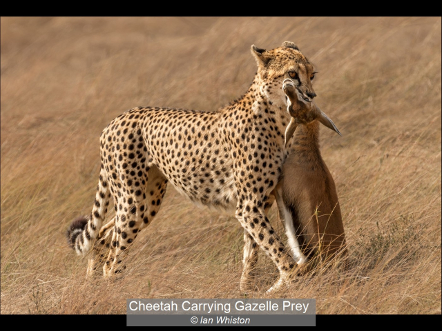 15_Cheetah Carrying Gazelle Prey_Ian Whiston