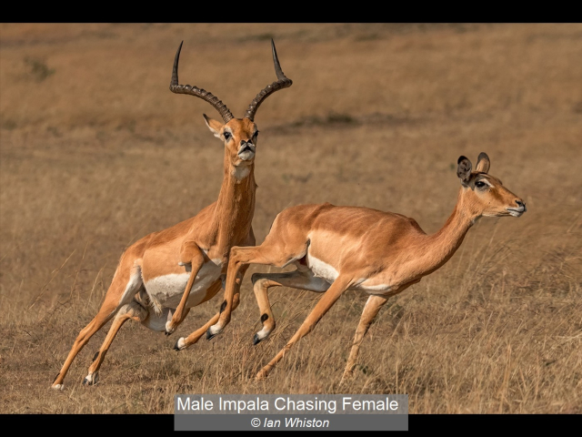 29_Male Impala Chasing Female_Ian Whiston