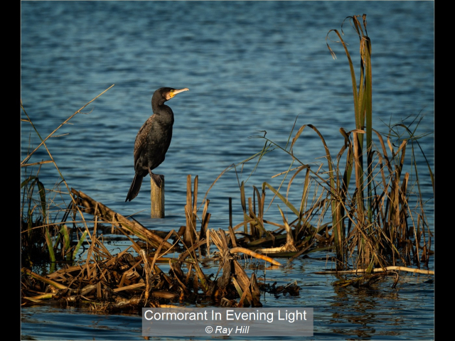 00_Cormorant In Evening Light_Ray Hill