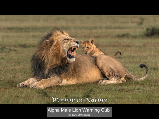 01_Alpha Male Lion Warning Cub_Ian Whiston