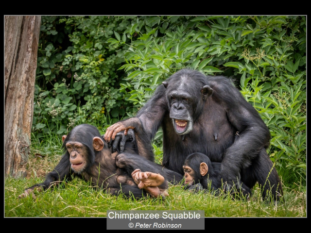 04_Chimpanzee Squabble_Peter Robinson
