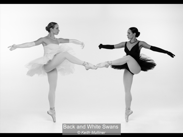 06_Back and White Swans_Keith Mulliner