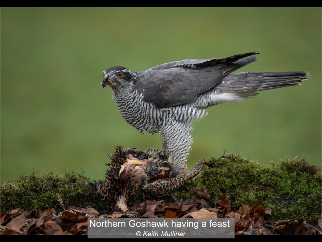 06_Northern Goshawk having a feast_Keith Mulliner