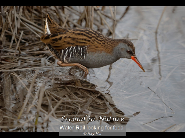 08_Water Rail looking for food_Ray Hill