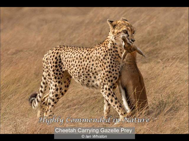 09_Cheetah Carrying Gazelle Prey_Ian Whiston