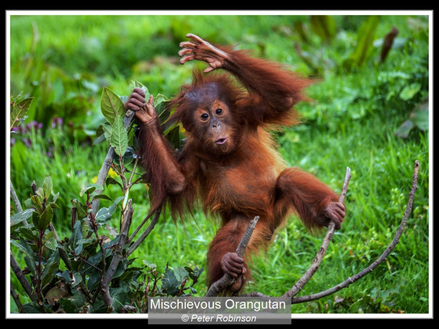 09_Mischievous Orangutan_Peter Robinson