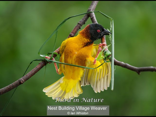 15_Nest Building Village Weaver_Ian Whiston