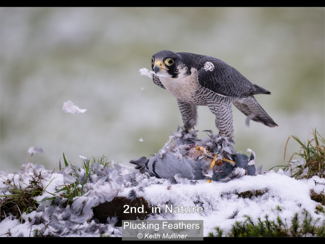 03_Plucking Feathers_Keith Mulliner