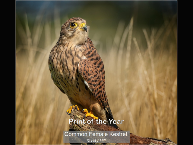 07_Common Female Kestrel_Ray Hill