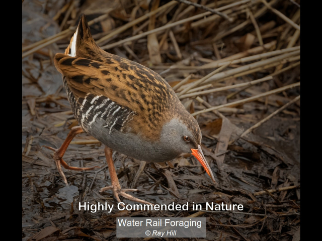 12_Water Rail Foraging_Ray Hill