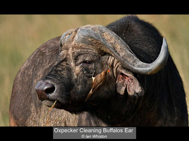 02_Oxpecker Cleaning Buffalos Ear_Ian Whiston